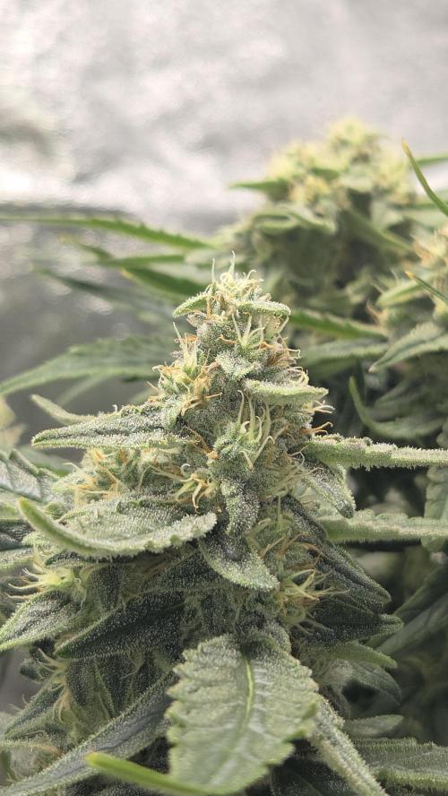 Titan F1 💪. Week 9