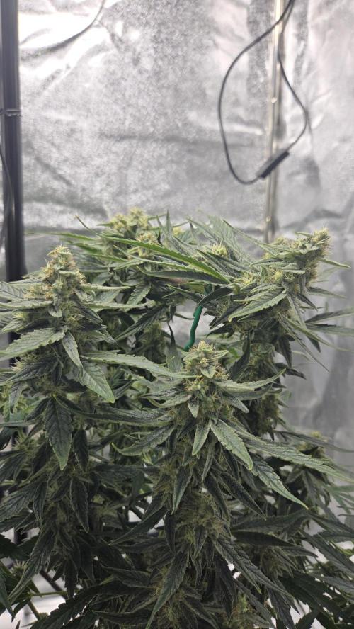 Titan F1 💪. Week 9