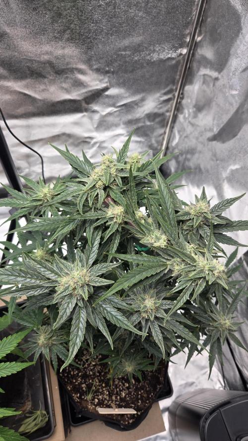 Titan F1 💪. Week 9