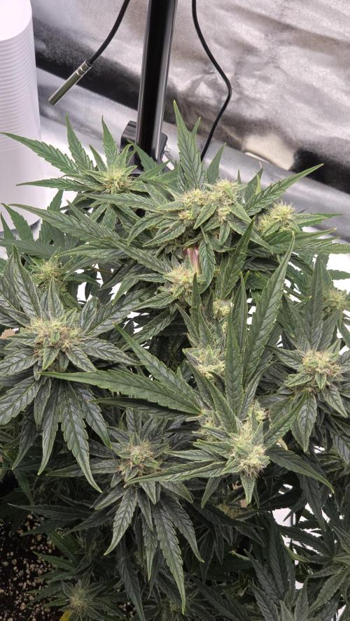 Titan F1 💪. Week 9