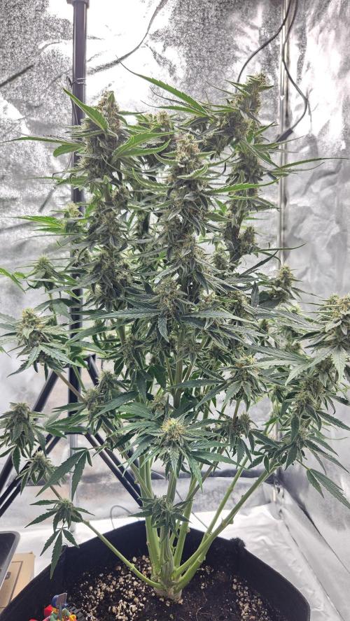 Titan F1 💪. Week 9