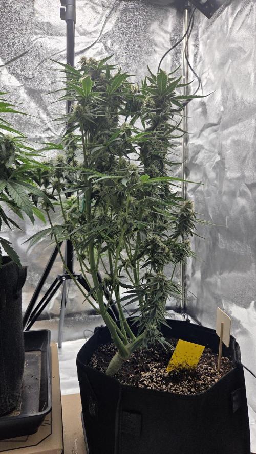 Titan F1 💪. Week 9