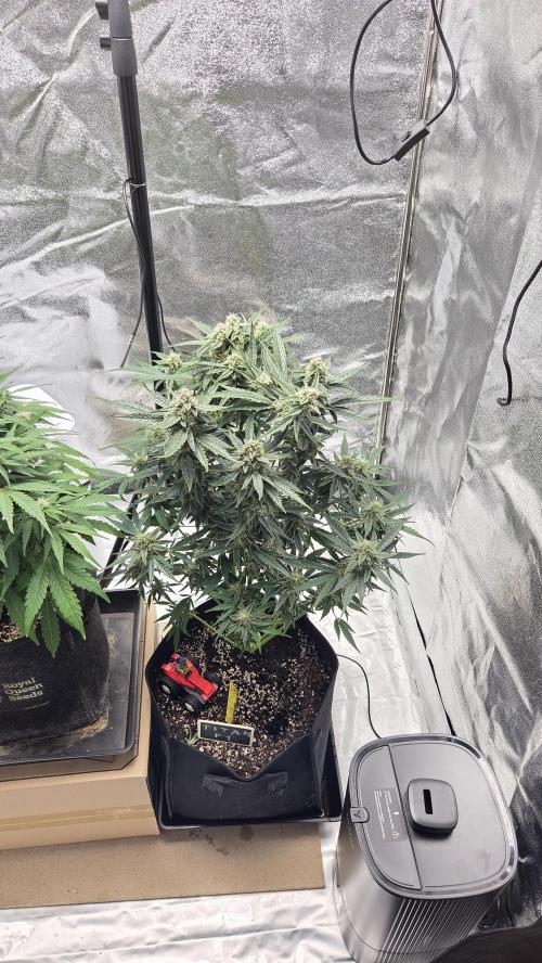 Titan F1 💪. Week 9