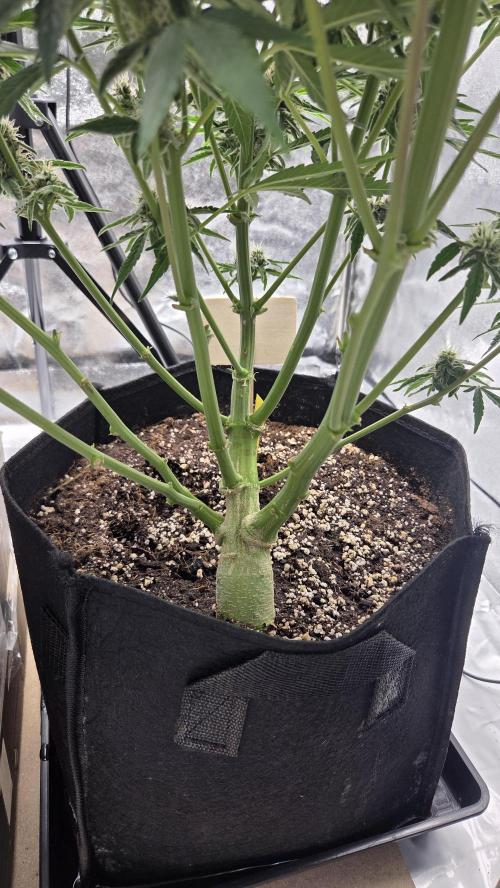 Titan F1 💪. Week 9