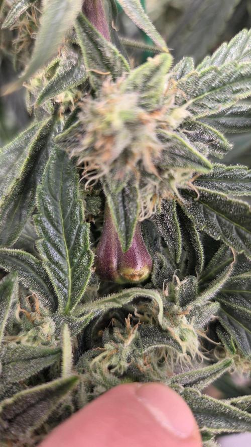 Titan F1 💪. Week 9