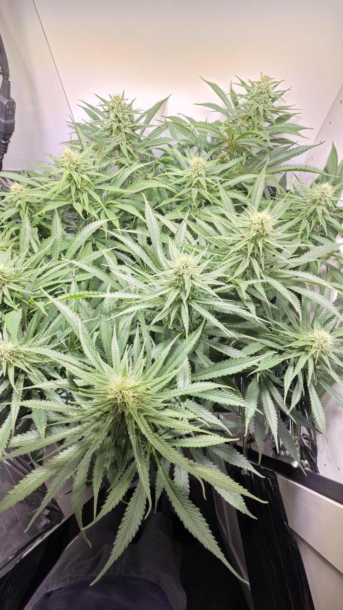 Amnesia 🧠. Week 14