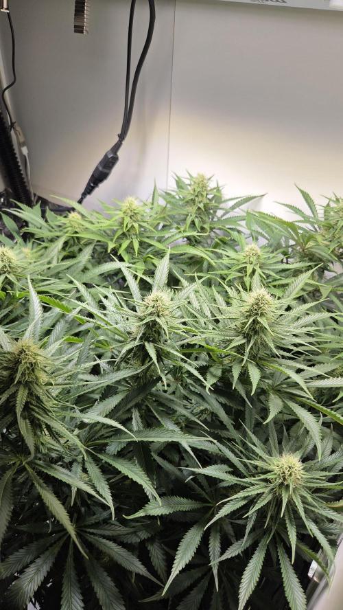 Amnesia 🧠. Week 14