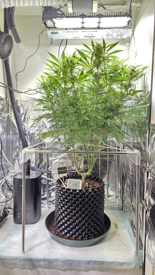 Amnesia 🧠. Week 14