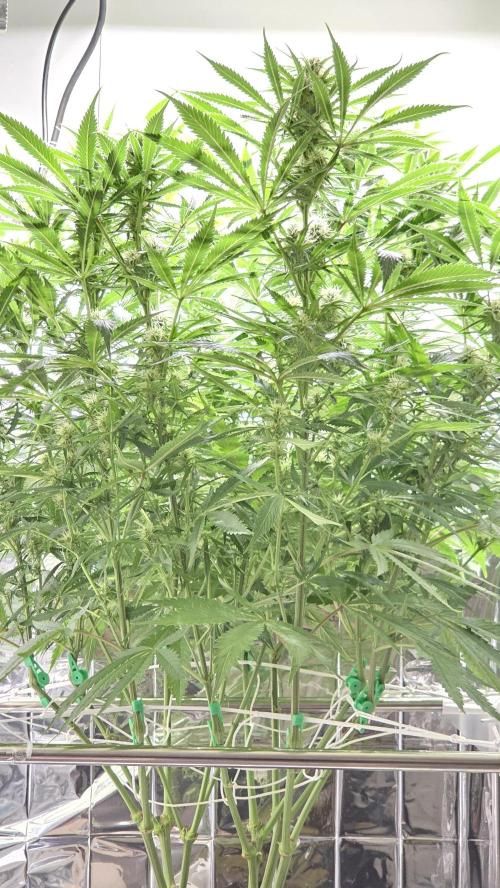 Amnesia 🧠. Week 14