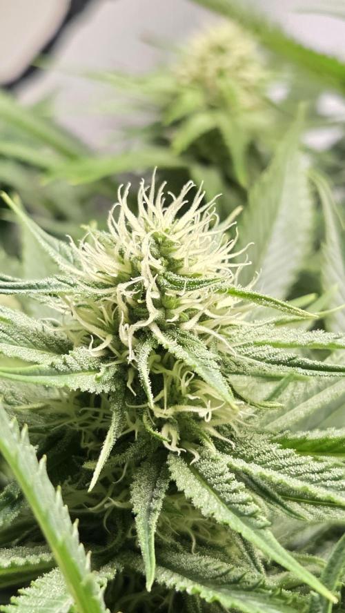 Amnesia 🧠. Week 14