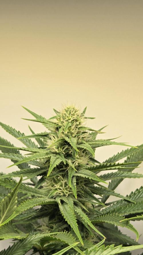 Amnesia 🧠. Week 14