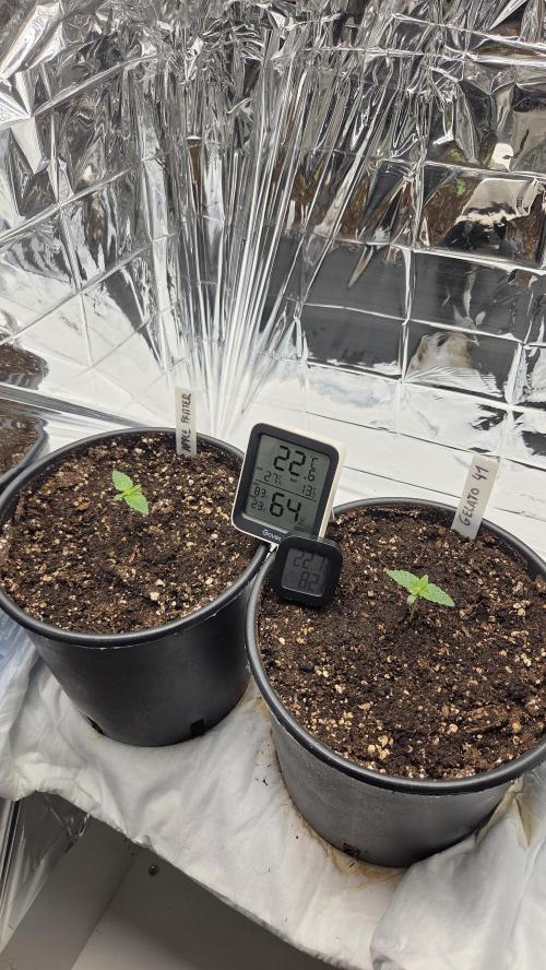 Blue Gelato 41 🍦 - Apple Fritter 🍎. Week 1