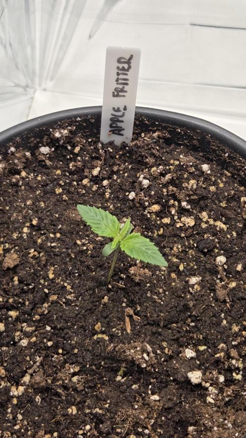 Blue Gelato 41 🍦 - Apple Fritter 🍎. Week 1