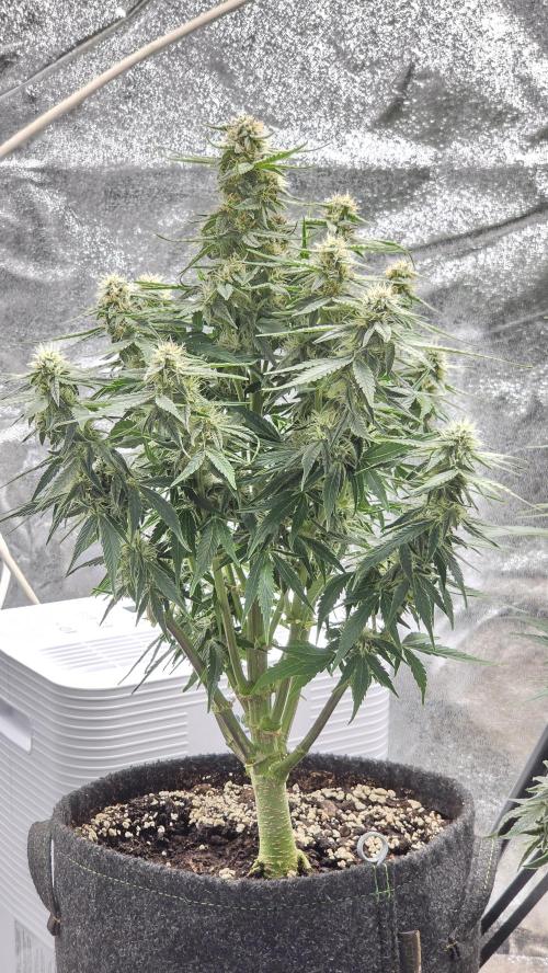 Little Titan F1 🐥. Week 8