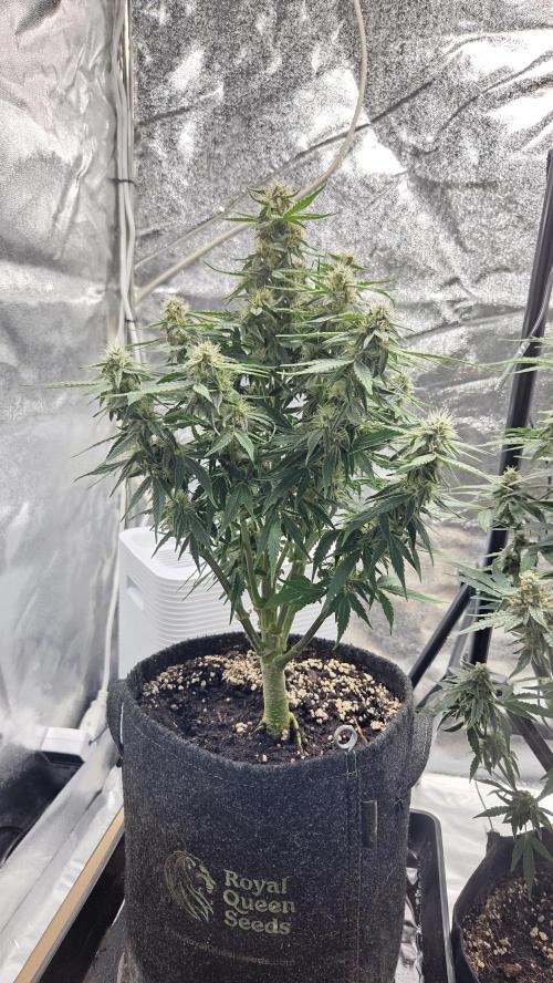 Little Titan F1 🐥. Week 8