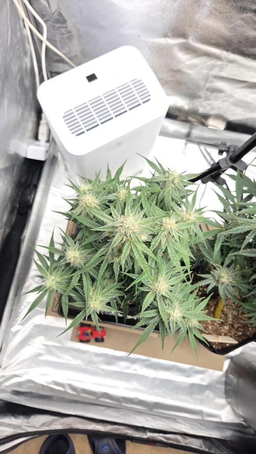 Little Titan F1 🐥. Week 8