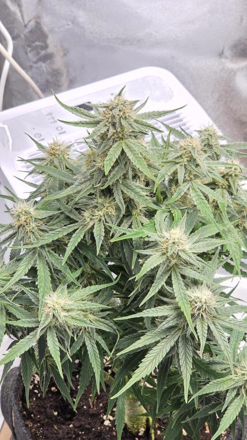 Little Titan F1 🐥. Week 8