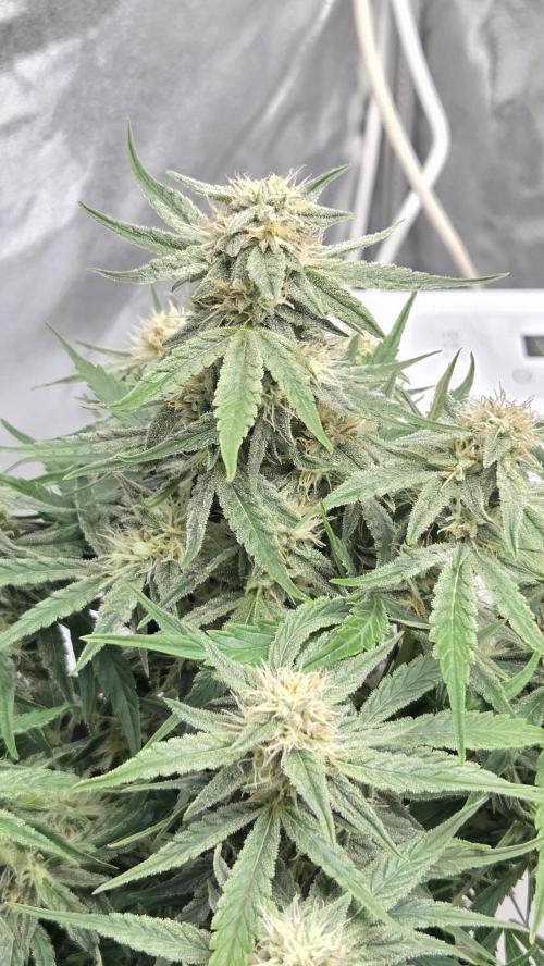 Little Titan F1 🐥. Week 8