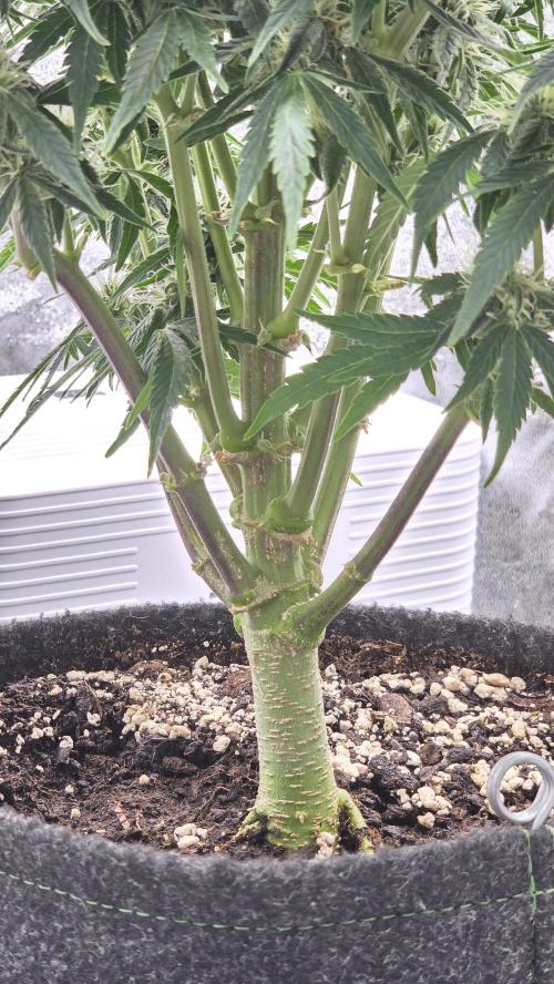 Little Titan F1 🐥. Week 8