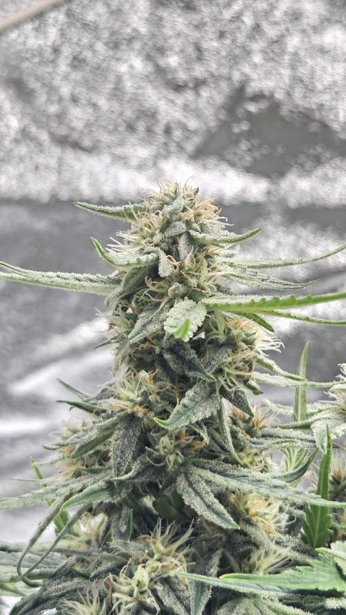 Little Titan F1 🐥. Week 8