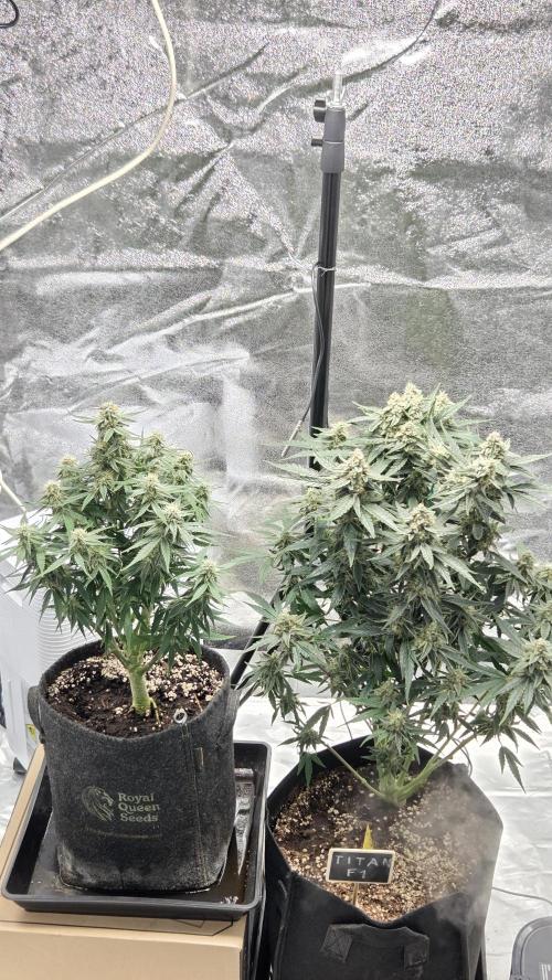 Little Titan F1 🐥. Week 8