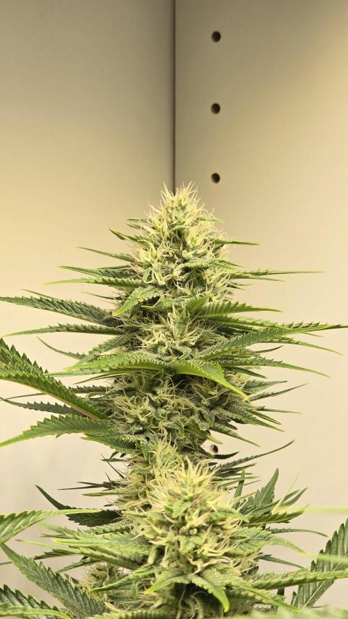 Amnesia 🧠. Week 15