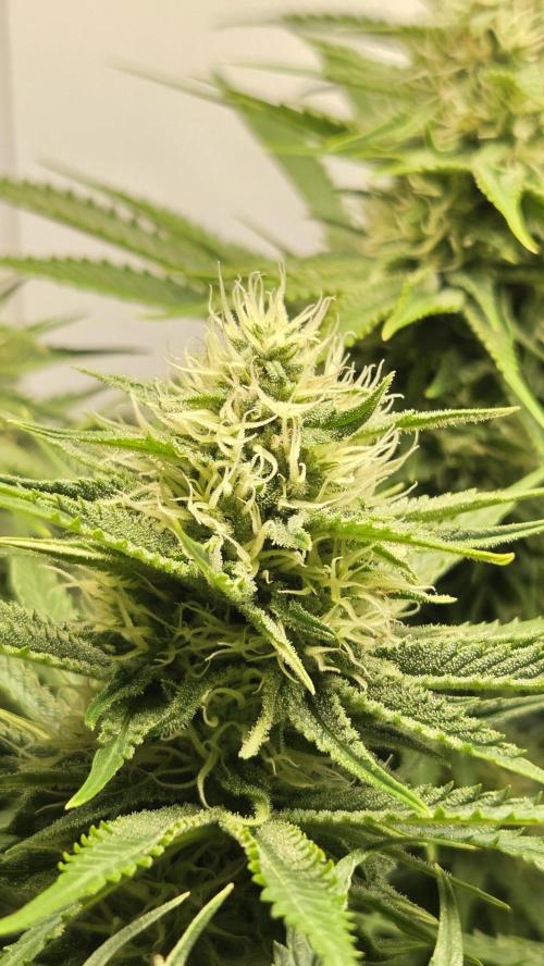 Amnesia 🧠. Week 15