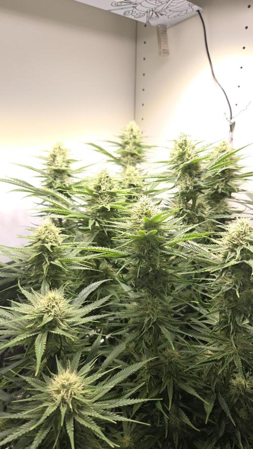 Amnesia 🧠. Week 15