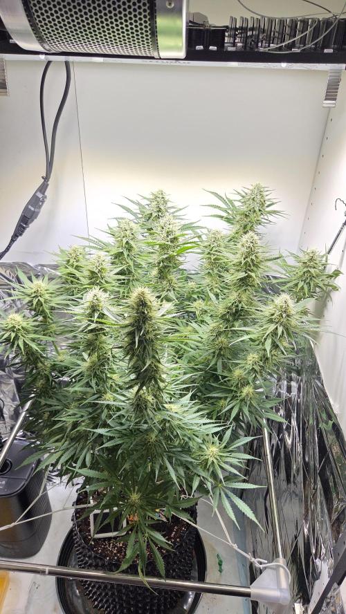 Amnesia 🧠. Week 15