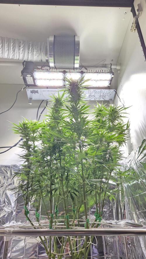 Amnesia 🧠. Week 15