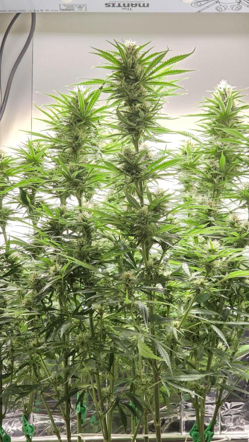 Amnesia 🧠. Week 15