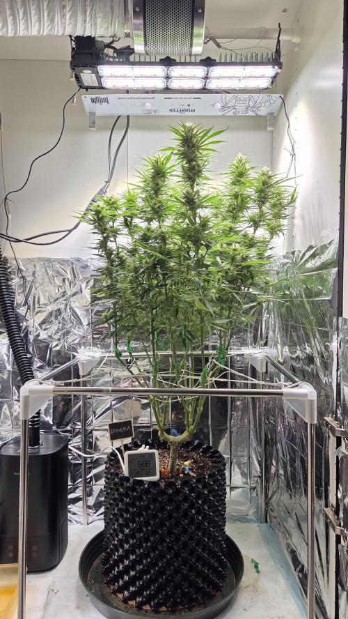 Amnesia 🧠. Week 15