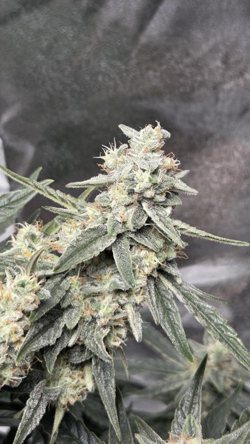 Titan F1 💪. Week 10