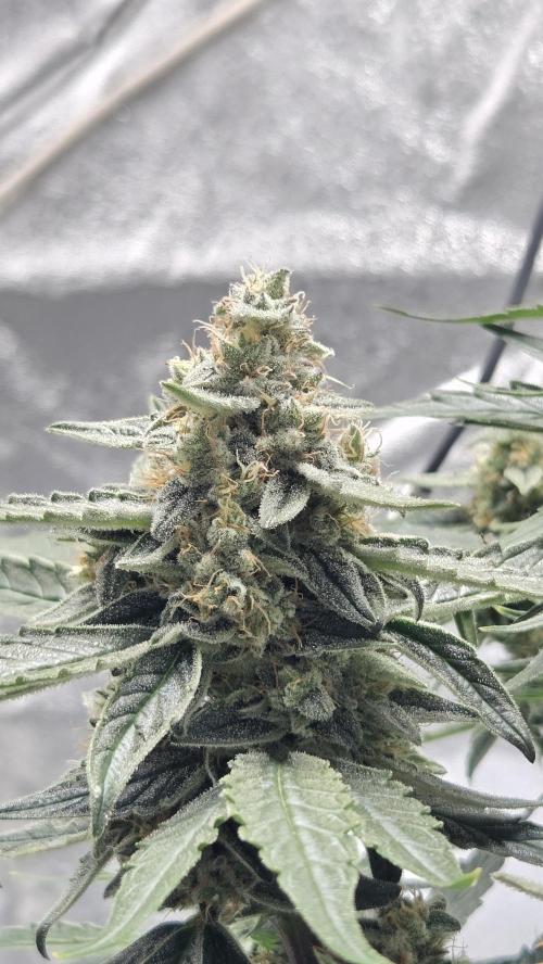 Titan F1 💪. Week 10