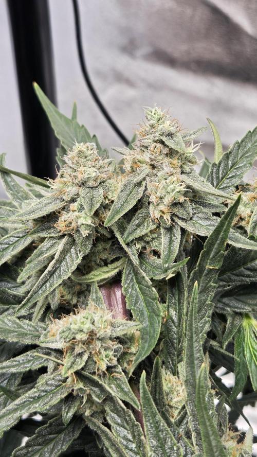 Titan F1 💪. Week 10