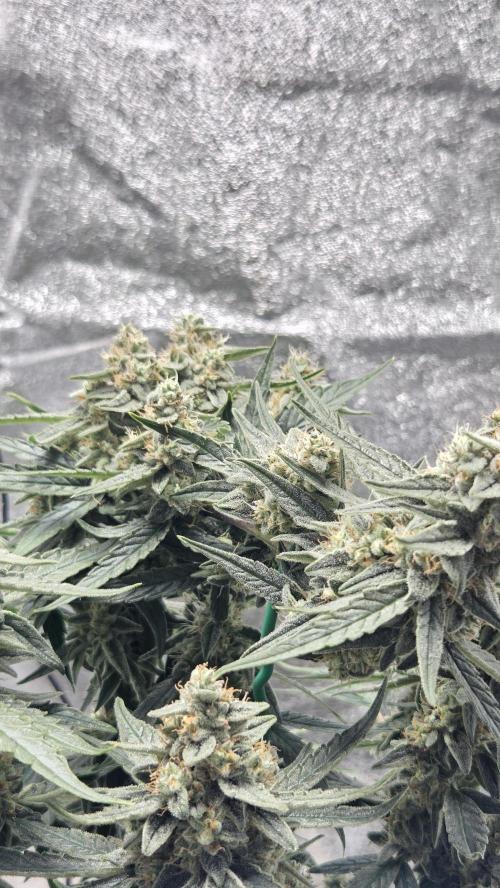 Titan F1 💪. Week 10