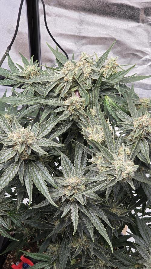 Titan F1 💪. Week 10