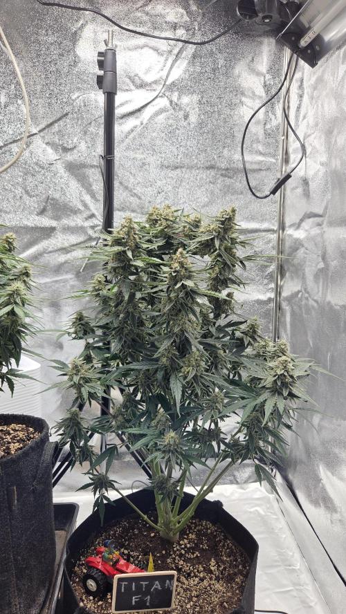 Titan F1 💪. Week 10