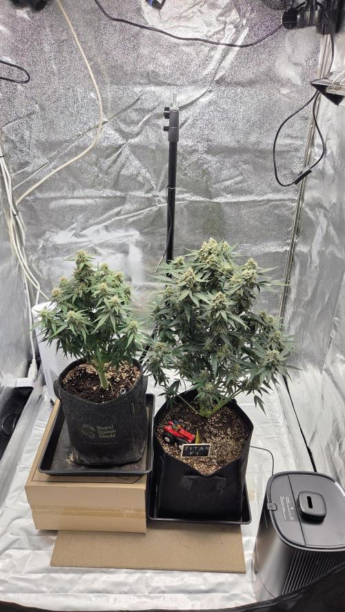 Titan F1 💪. Week 10