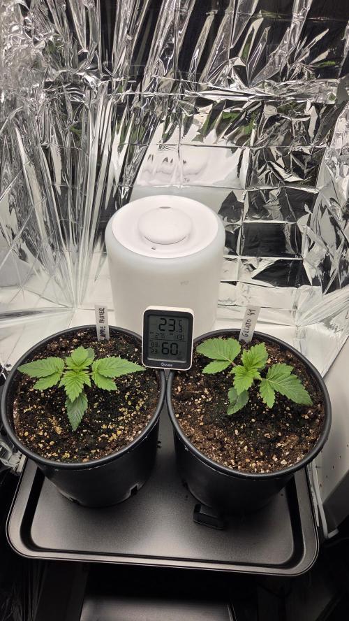 Blue Gelato 41 🍦. Week 2