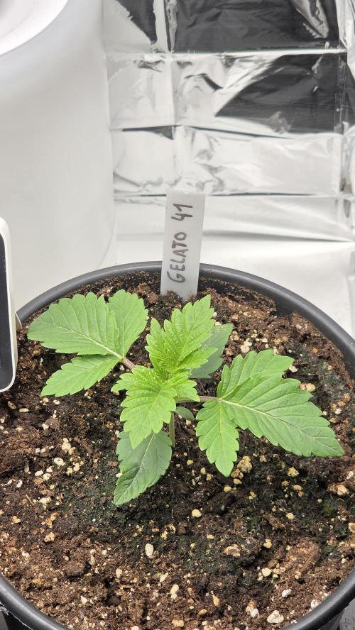 Blue Gelato 41 🍦. Week 2