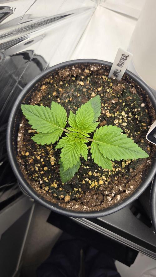 Blue Gelato 41 🍦. Week 2