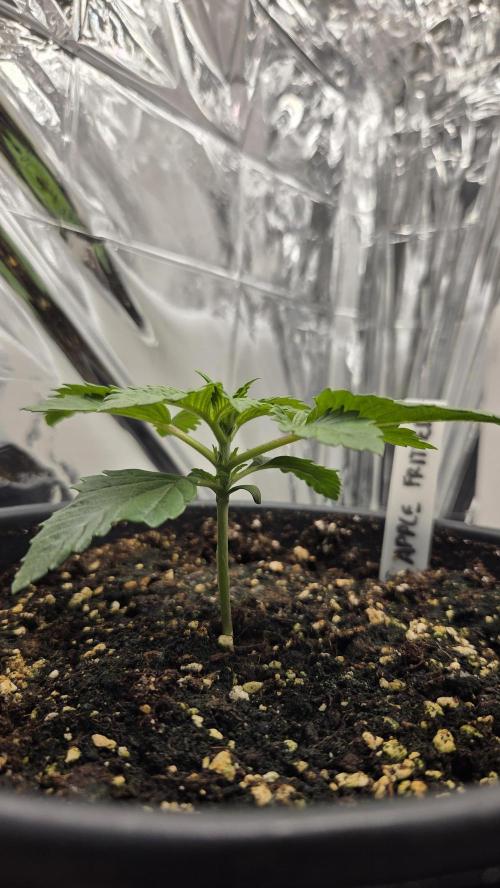 Blue Gelato 41 🍦. Week 2