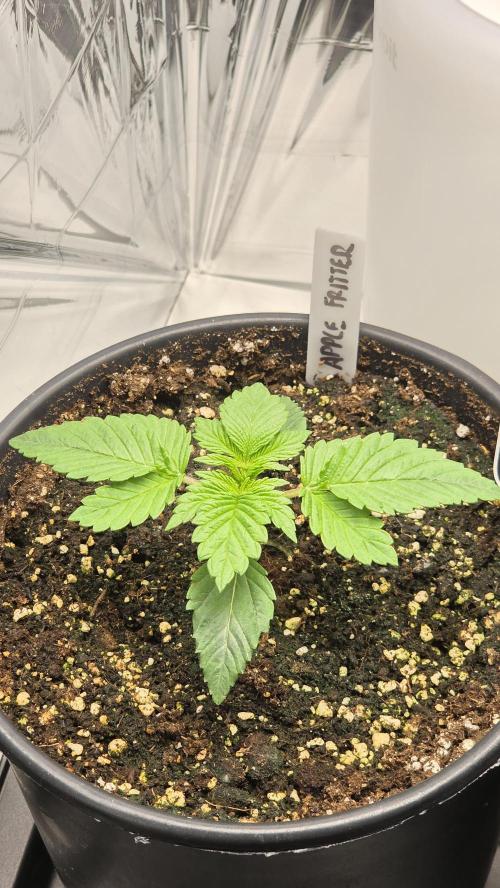 Blue Gelato 41 🍦. Week 2