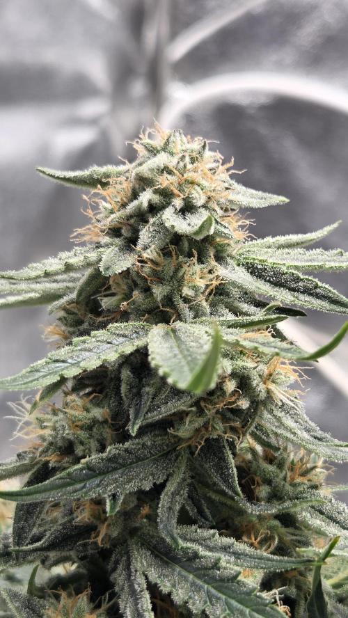 Little Titan F1 🐥. Week 9