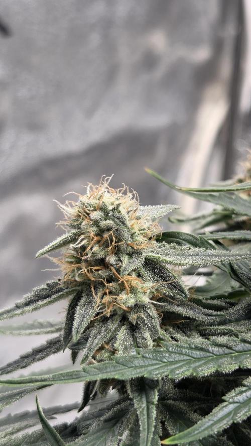 Little Titan F1 🐥. Week 9