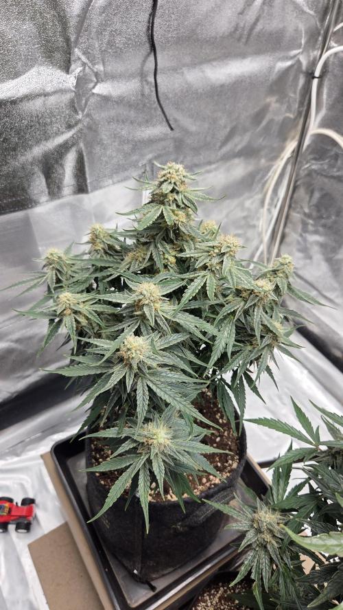 Little Titan F1 🐥. Week 9