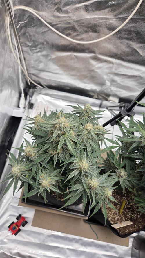 Little Titan F1 🐥. Week 9
