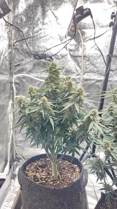 Little Titan F1 🐥. Week 9