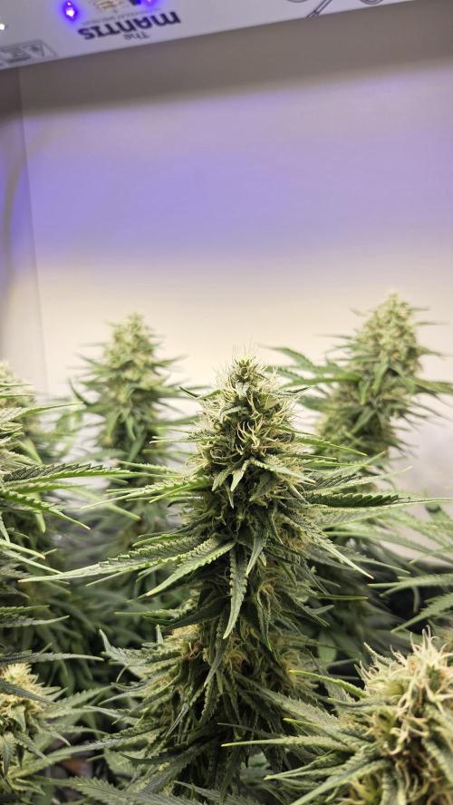 Amnesia 🧠. Week 16